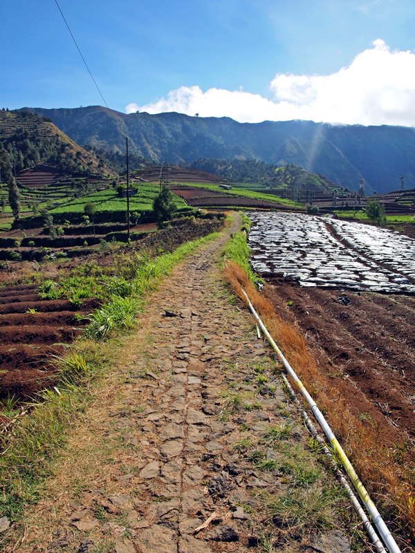 Gunung Prau; Dieng; Wonosobo